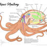 Science Fact Friday: Octopus Anatomy