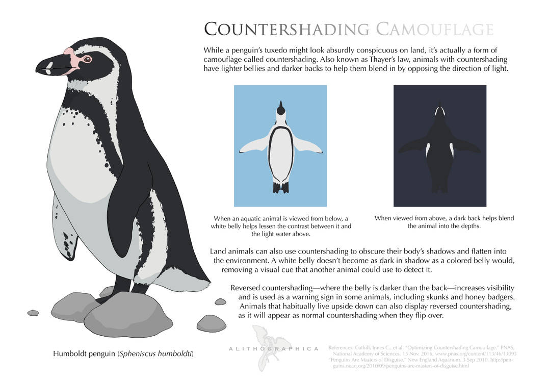 Countershading Shadow Example Science Fact Friday: Countershading by Alithographica on DeviantArt