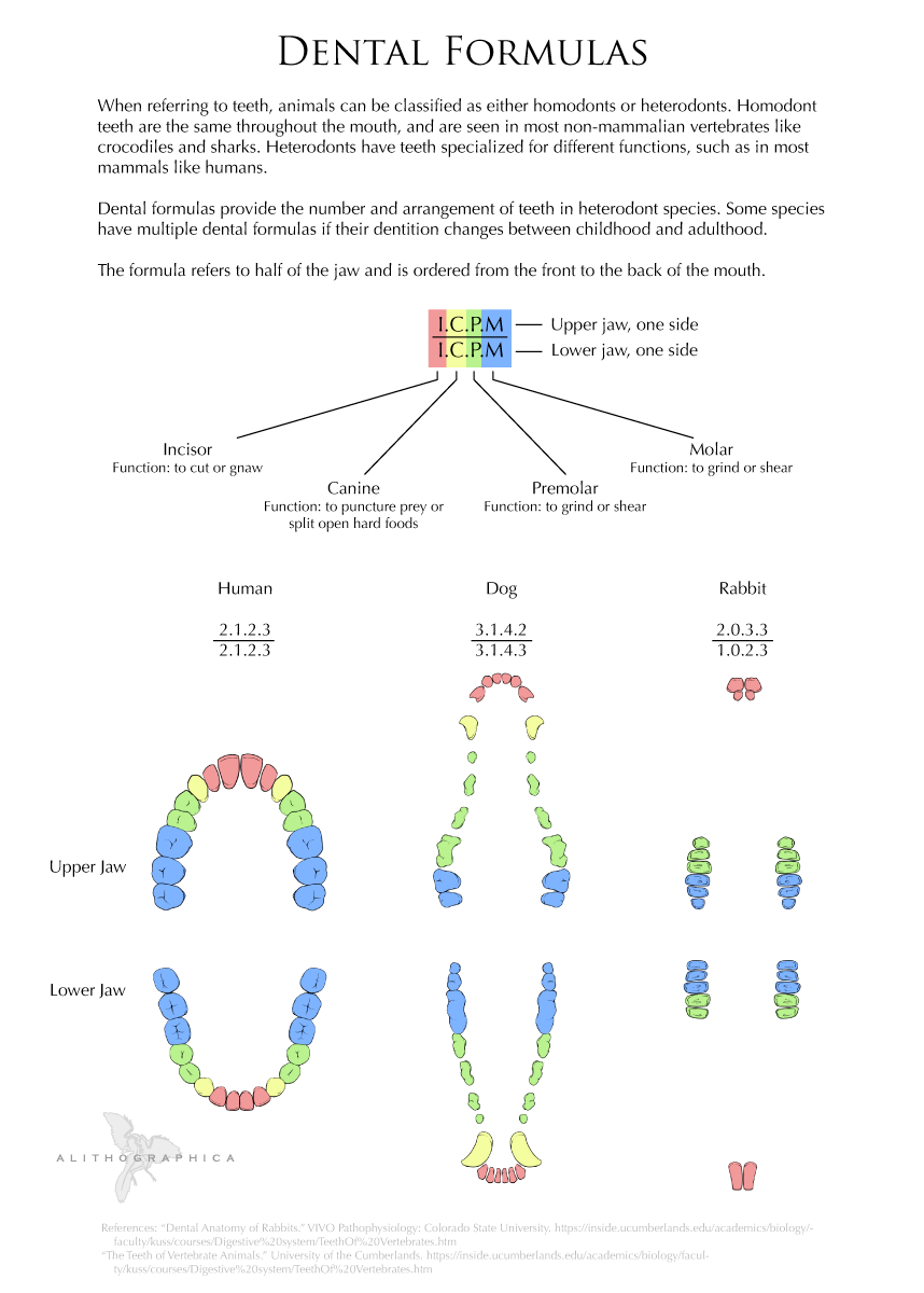 Science Fact Friday: Dental Formulas by Alithographica on DeviantArt