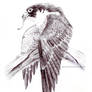 Ballpoint Peregrine Falcon