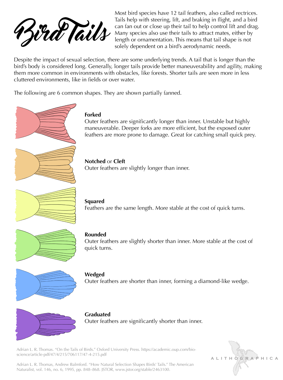 Science Fact Friday: Bird Tails by Alithographica on DeviantArt