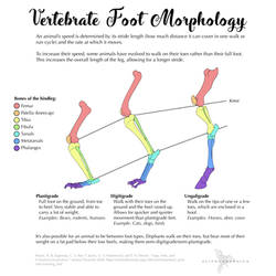 Science Fact Friday: Vertebrate Foot Morphology