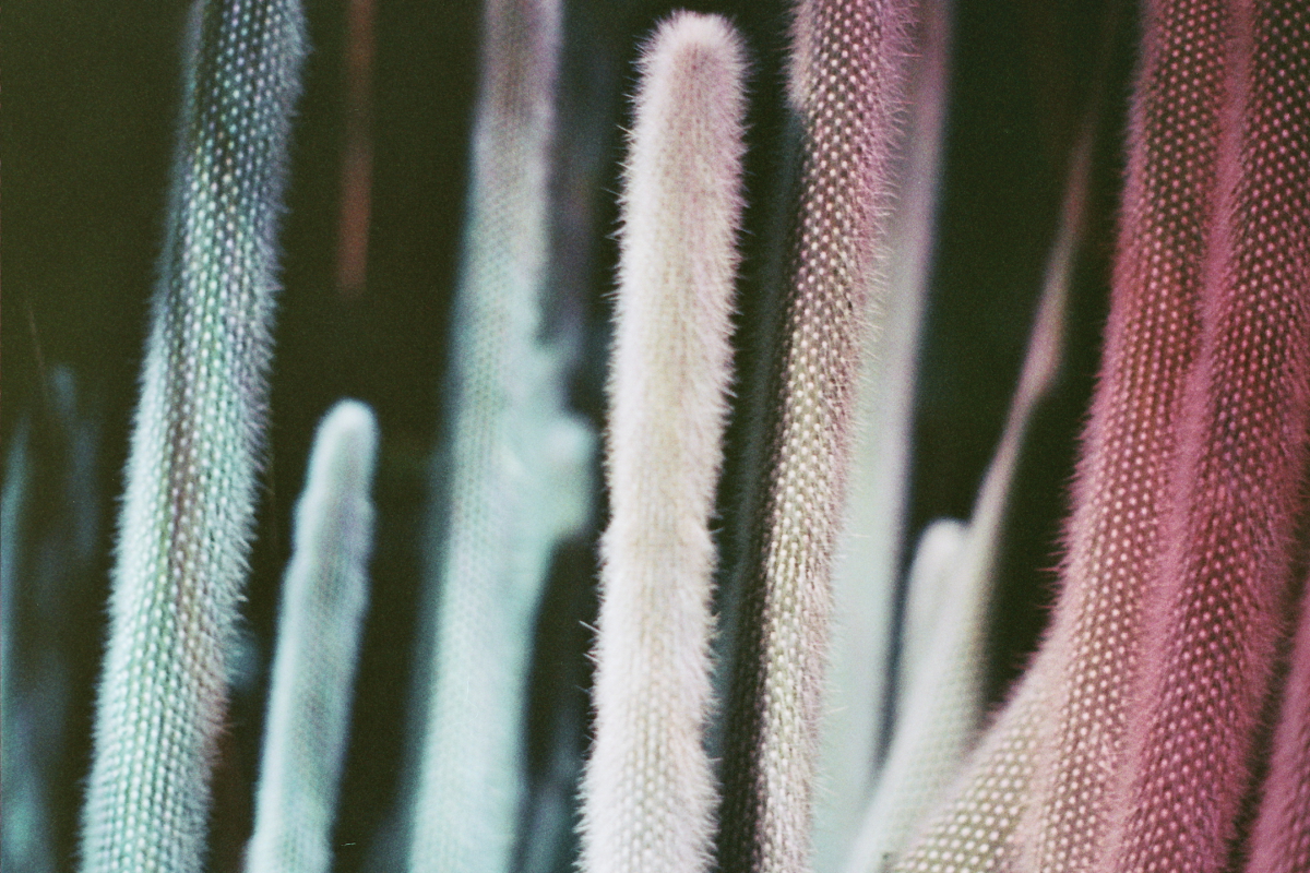 Night Lights - Cacti