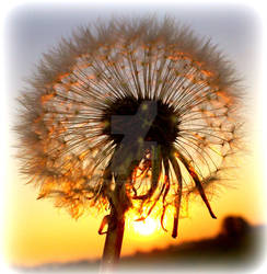 dandelion