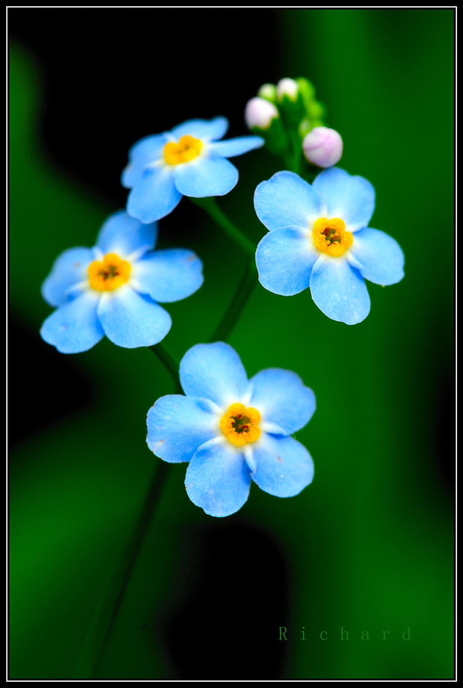 blue flower 2