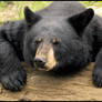 black bear