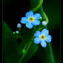 Myosotis sylvatica