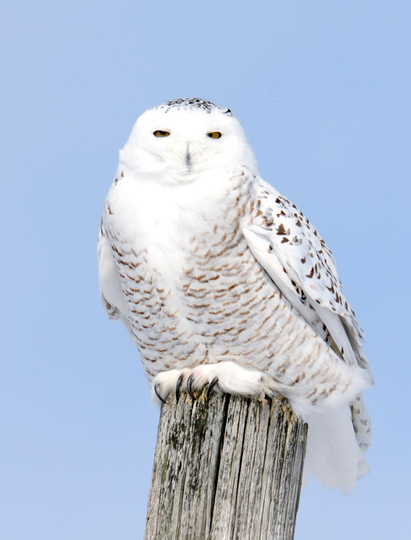 Snowy owls 4