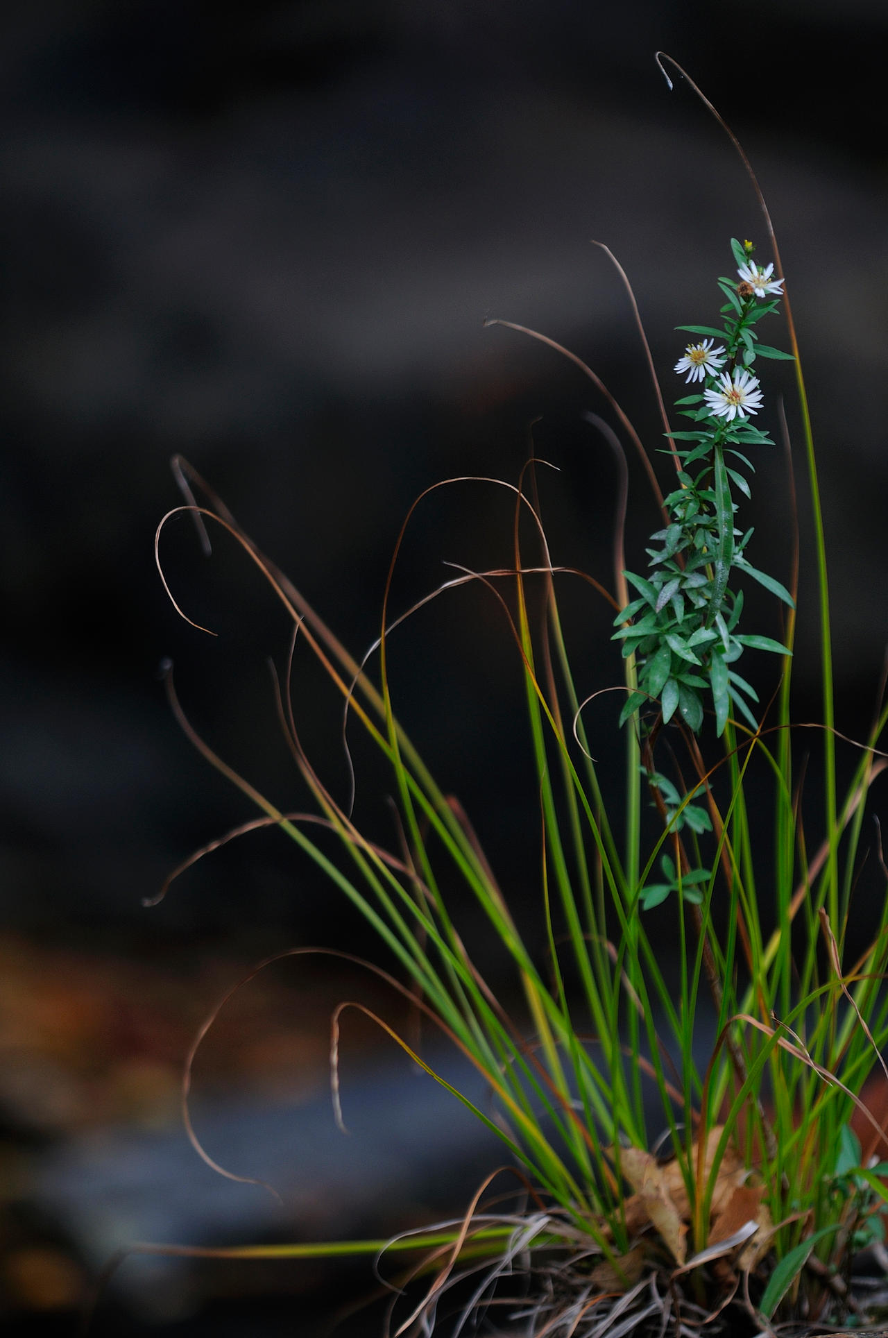 flower, aster