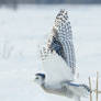 Snowy owl