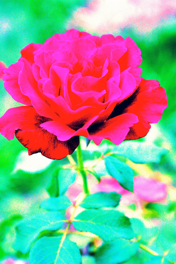 My Trippy Rose by thelumberjack on DeviantArt