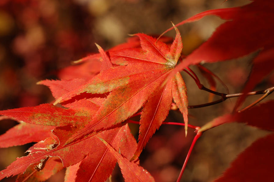 Fall Leaves