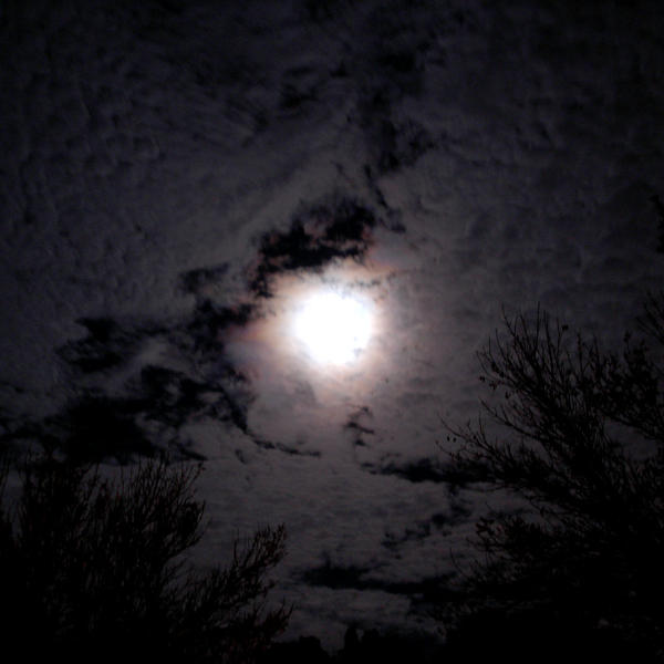 Moonlit Night II