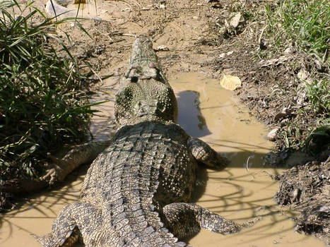 Crocs - Close Up