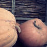 Pumpkins.