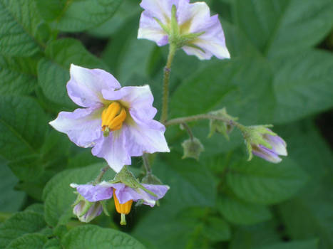 Potato Blossoms