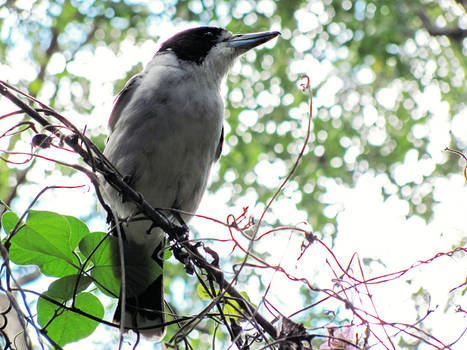 Our bird friend again