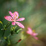 The Mysterious Pink Leopard Flower
