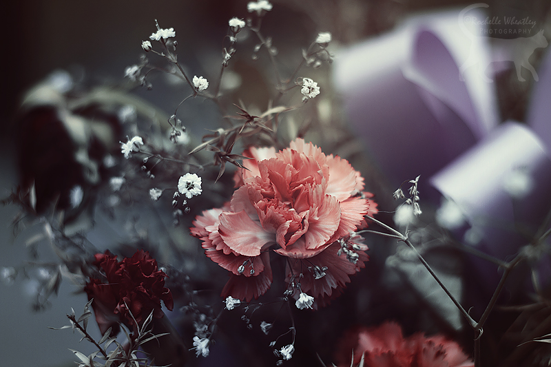 Frosted Blossom by RainaAstaldo Frosted Blossom by RainaAstaldo