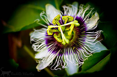 Passionfruit Flower