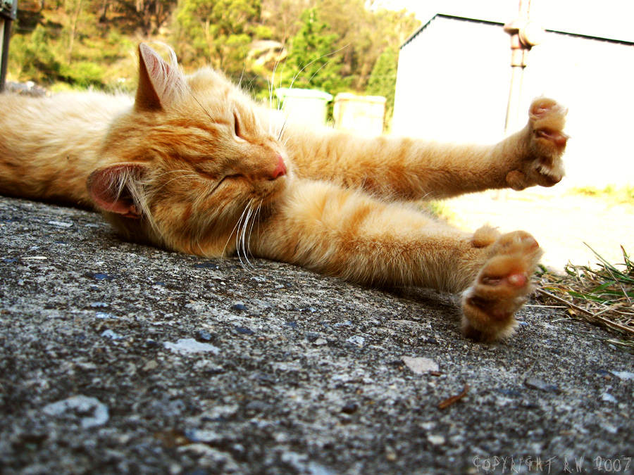 Ginger stretch