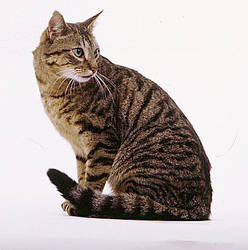 tabby cat