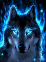 the wolf with blue eyes