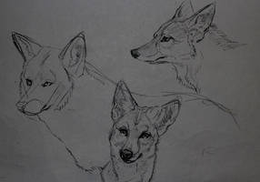 Coyote Studies