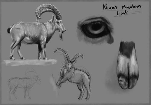 African Mountain Goat Study