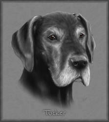 Portrait of Tucker