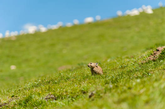 Creature of  The Meadow