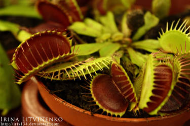 Venus Flytrap