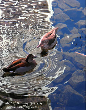 Urban Wood Ducks