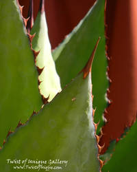 red agave