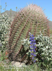 Faberge cactus 1