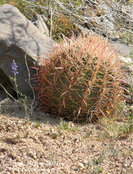 Faberge cactus 2