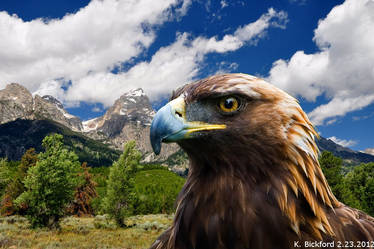 Golden Eagle and Grand Tetons