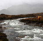 Cattle By The River by Shade-of-the-Night