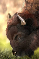 bison