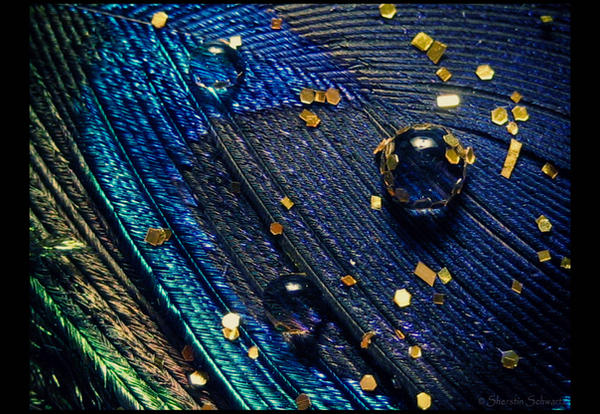 Peacock feather with drops...