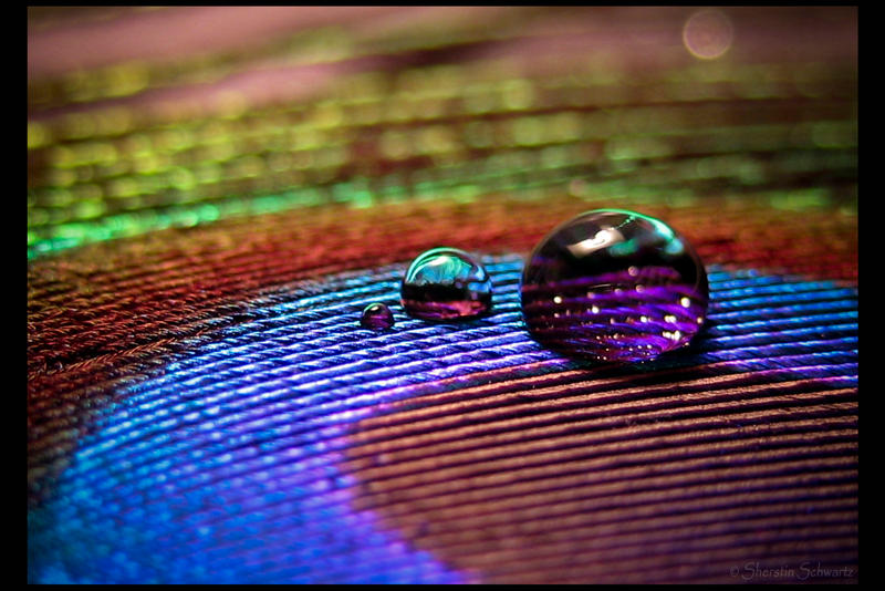 Peacock feather with Drop IV by DafoeofLenin