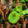 mushroom leaf