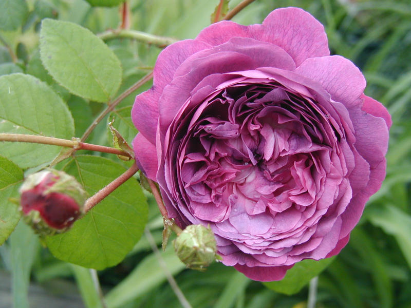 Rush Gallica Rose