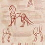 Dragon Anatomy Reference Sheet