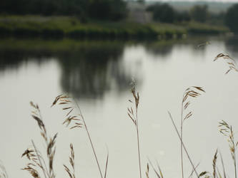 Grass. Also a Lake. And Trees.