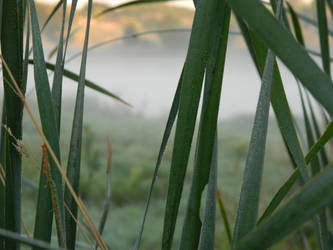 Through the Looking Grass