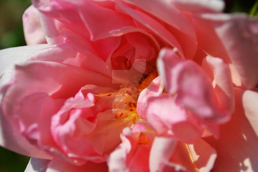 Pink Flower Up Close