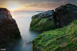 The green by dafna