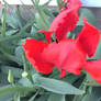 strange red tulip with a tip of yellow