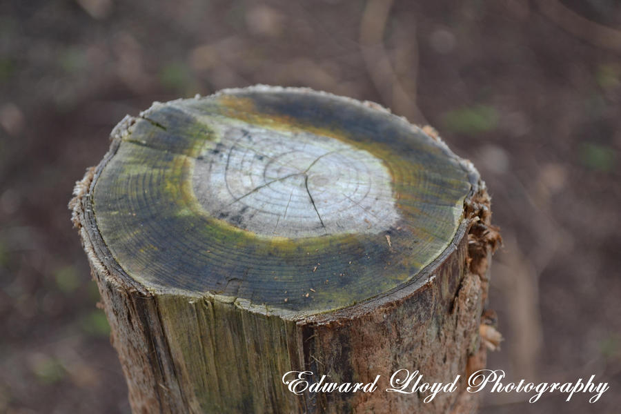 Stump Pattern by edthefred on DeviantArt